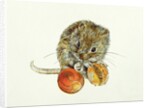 Vole with an Acorn by Diane Matthes
