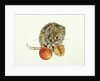 Vole with an Acorn by Diane Matthes