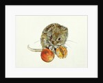 Vole with an Acorn by Diane Matthes