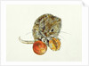 Vole with an Acorn by Diane Matthes