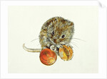 Vole with an Acorn by Diane Matthes