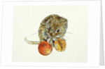 Vole with an Acorn by Diane Matthes