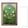 White Lilies by Mark Briscoe