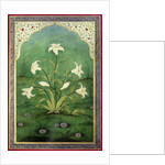 White Lilies by Mark Briscoe