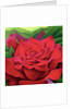 The Rose, 2003 by Myung-Bo Sim