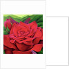The Rose, 2003 by Myung-Bo Sim
