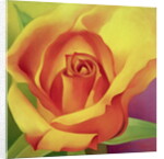 The Rose, 2000 by Myung-Bo Sim