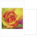 The Rose, 2000 by Myung-Bo Sim