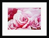 The Roses, 2003 by Myung-Bo Sim