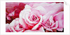 The Roses, 2003 by Myung-Bo Sim