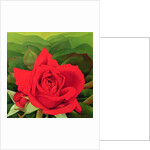 The Rose, 2003 by Myung-Bo Sim