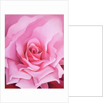 The Rose, 2001 by Myung-Bo Sim