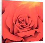 The Rose in the Festival of Light, 2000 by Myung-Bo Sim