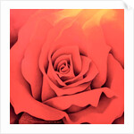 The Rose in the Festival of Light, 2000 by Myung-Bo Sim