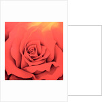 The Rose in the Festival of Light, 2000 by Myung-Bo Sim