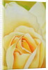 The Rose, 1995 by Myung-Bo Sim