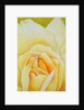 The Rose, 1995 by Myung-Bo Sim