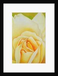 The Rose, 1995 by Myung-Bo Sim
