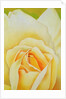 The Rose, 1995 by Myung-Bo Sim