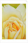The Rose, 1995 by Myung-Bo Sim