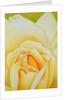 The Rose, 1995 by Myung-Bo Sim