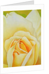 The Rose, 1995 by Myung-Bo Sim