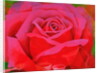 The Rose, 1995 by Myung-Bo Sim