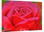 The Rose, 1995 by Myung-Bo Sim