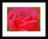 The Rose, 1995 by Myung-Bo Sim