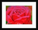 The Rose, 1995 by Myung-Bo Sim