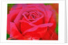 The Rose, 1995 by Myung-Bo Sim