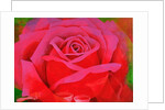 The Rose, 1995 by Myung-Bo Sim