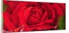 The Rose, 1997 by Myung-Bo Sim