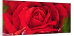The Rose, 1997 by Myung-Bo Sim