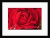 The Rose, 1997 by Myung-Bo Sim