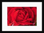 The Rose, 1997 by Myung-Bo Sim