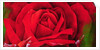 The Rose, 1997 by Myung-Bo Sim
