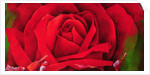The Rose, 1997 by Myung-Bo Sim