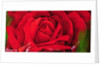 The Rose, 1997 by Myung-Bo Sim