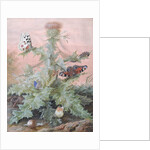 Insects Around a Thistle, 1700 by Margaretha Barbara Dietzsch