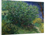 Lilac Bush, 1889 by Vincent van Gogh