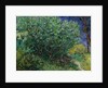 Lilac Bush, 1889 by Vincent van Gogh