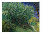 Lilac Bush, 1889 by Vincent van Gogh