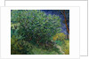 Lilac Bush, 1889 by Vincent van Gogh