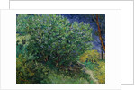 Lilac Bush, 1889 by Vincent van Gogh