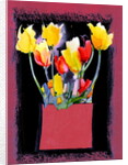 Tulips, 2009 by Clive Metcalfe