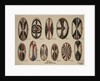 Uganda - Painted hide shields, 1909 by William Downing Webster
