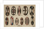 Uganda - Painted hide shields, 1909 by William Downing Webster