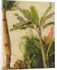 Banana Tree, c.1865 by Frederic Edwin Church