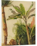 Banana Tree, c.1865 by Frederic Edwin Church